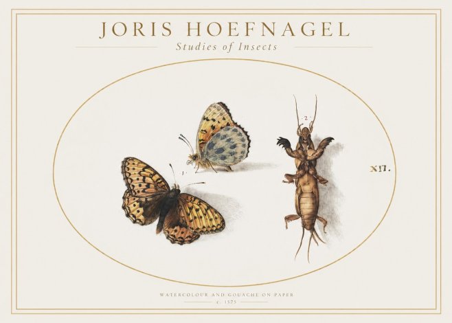 Joris Hoefnagel Studies of Insects Xii No1 - Affiche