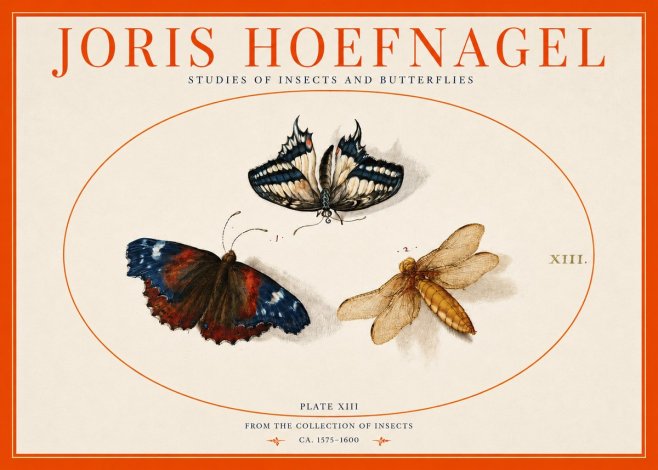 Joris Hoefnagel Studies of Insects - Plate Xiii No3 - Affiche