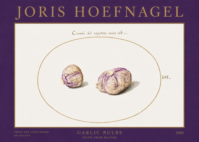 Joris Hoefnagel Garlic Bulbs Study from Nature No2 - Affiche