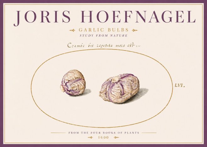 Joris Hoefnagel Garlic Bulbs Study from Nature No5 - Affiche