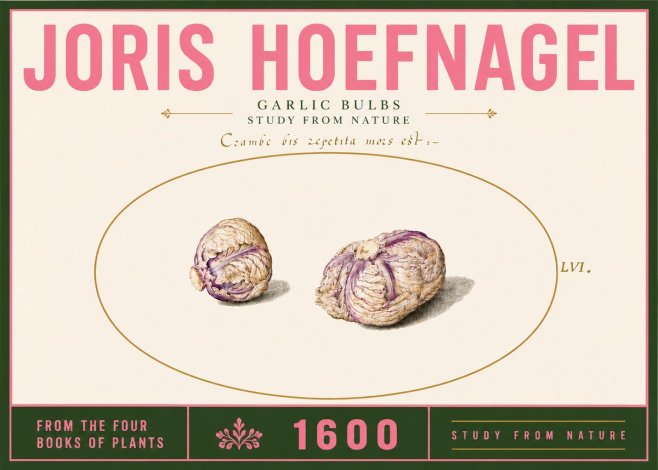 Joris Hoefnagel Garlic Bulbs Study from Nature No6 - Affiche