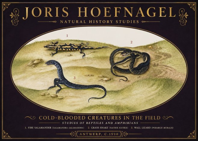 Joris Hoefnagel Cold-blooded Creatures in the Field No6 - Affiche
