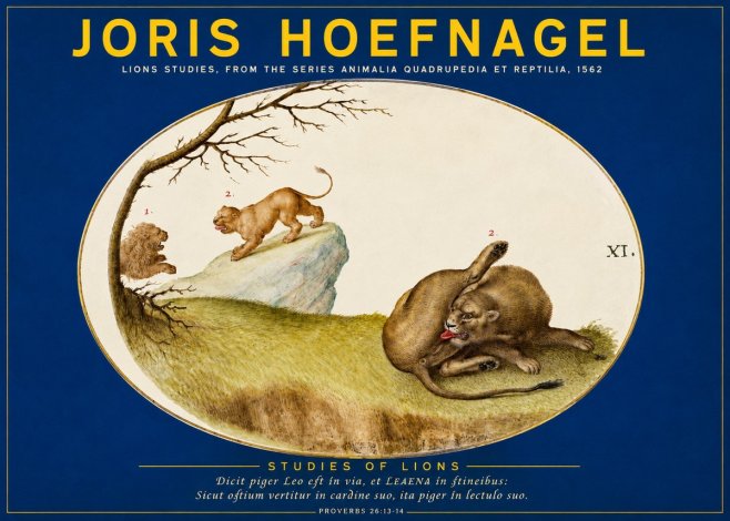 Joris Hoefnagel Lions Studies No2 - Affiche
