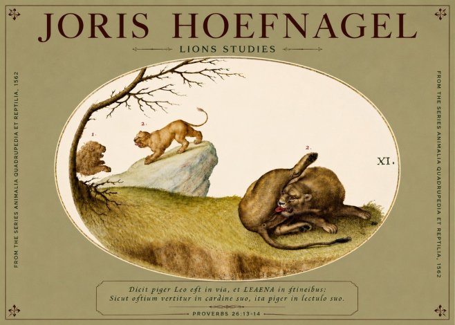Joris Hoefnagel Lions Studies No4 - Affiche