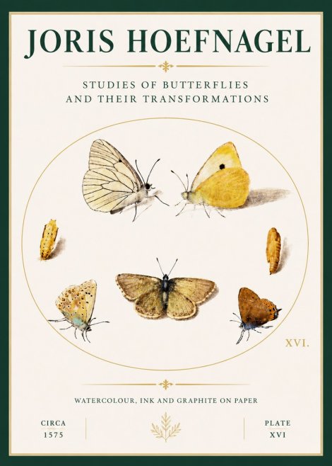 Joris Hoefnagel Studies of Butterflies and Their Transformations No4 - Affiche