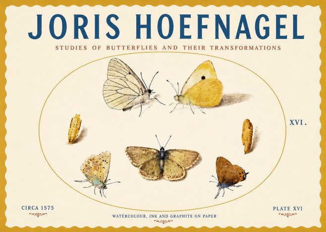 Joris Hoefnagel Studies of Butterflies and Their Transformations No5 - Affiche