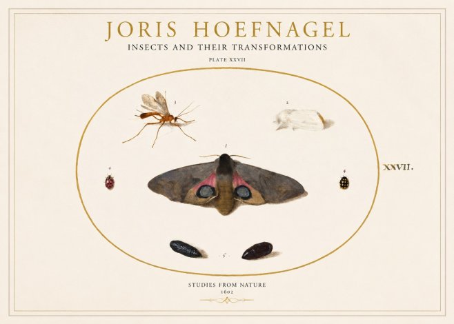 Joris Hoefnagel Insects and Their Transformations - Plate Xxvii No1 - Affiche