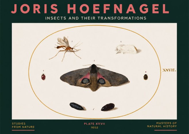 Joris Hoefnagel Insects and Their Transformations - Plate Xxvii No3 - Affiche