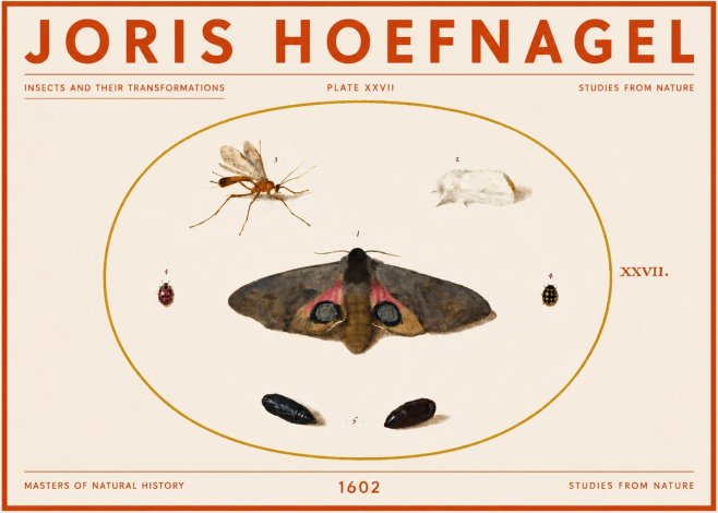 Joris Hoefnagel Insects and Their Transformations - Plate Xxvii No5 - Affiche