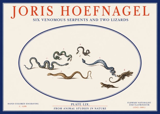 Joris Hoefnagel Six Venomous Serpents and Two Lizards No2 - Affiche