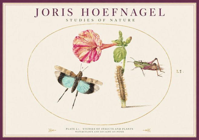 Joris Hoefnagel Plate L1. Studies of Insects and Plants No1 - Affiche