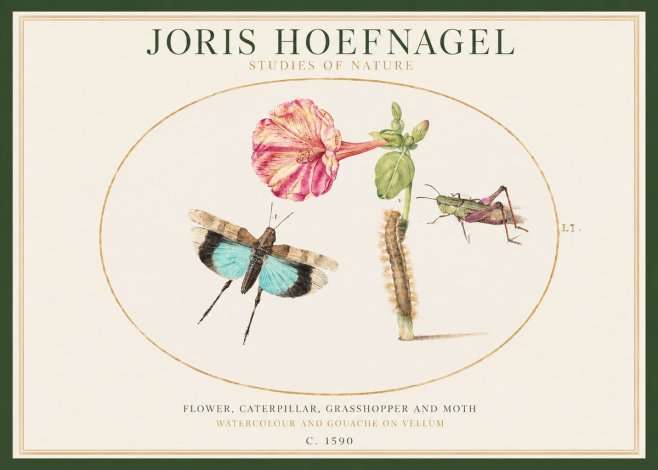 Joris Hoefnagel Plate L1. Studies of Insects and Plants No2 - Affiche