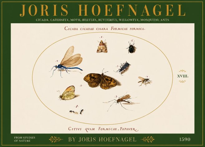 Joris Hoefnagel Cicada Cicadae Chara Formicae Formica. No6 - Affiche