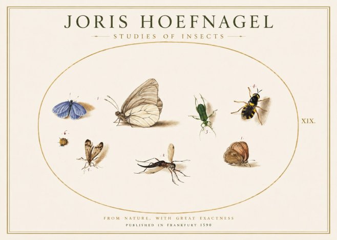 Joris Hoefnagel Studies of Insects V No1 - Affiche