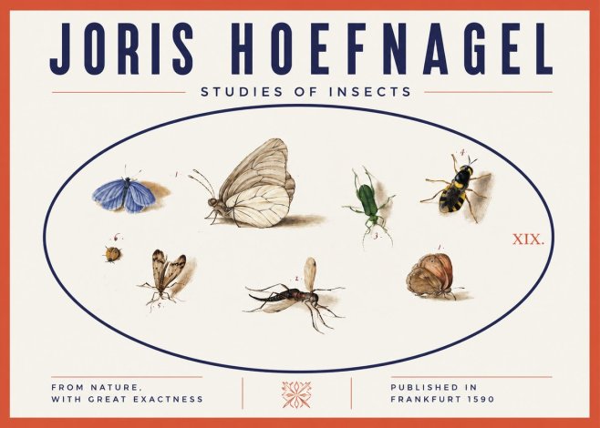 Joris Hoefnagel Studies of Insects V No3 - Affiche