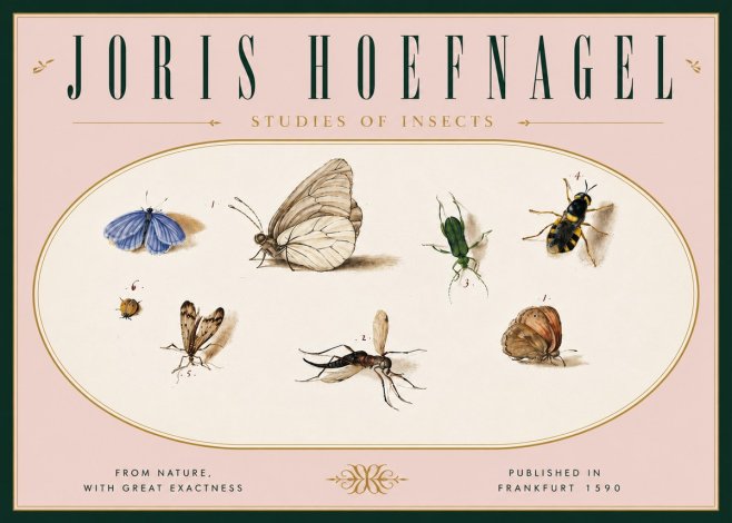 Joris Hoefnagel Studies of Insects V No6 - Affiche