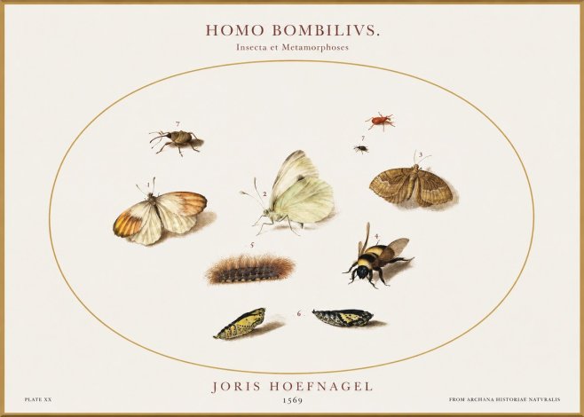 Joris Hoefnagel Homo Bombilivs. Insecta Et Metamorphoses No1 - Affiche