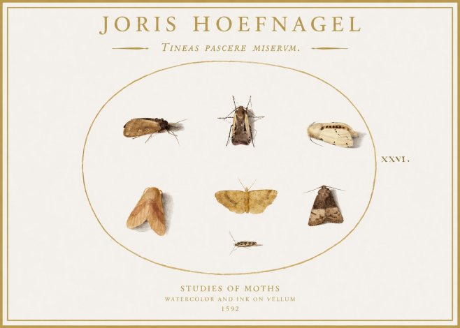 Joris Hoefnagel Studies of Moths II No1 - Affiche