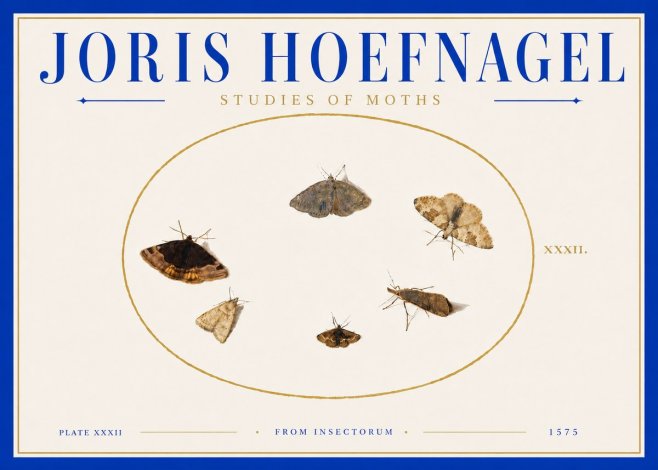 Joris Hoefnagel Studies of Moths III No6 - Affiche