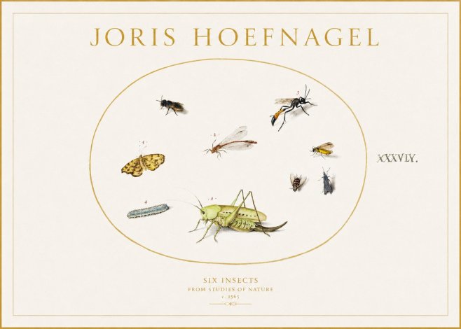 Joris Hoefnagel Six Insects from Studies of Nature C. 1565 No1 - Affiche