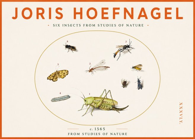 Joris Hoefnagel Six Insects from Studies of Nature C. 1565 No3 - Affiche