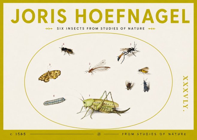 Joris Hoefnagel Six Insects from Studies of Nature C. 1565 No4 - Affiche
