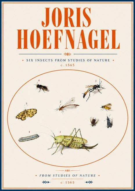 Joris Hoefnagel Six Insects from Studies of Nature C. 1565 No6 - Affiche