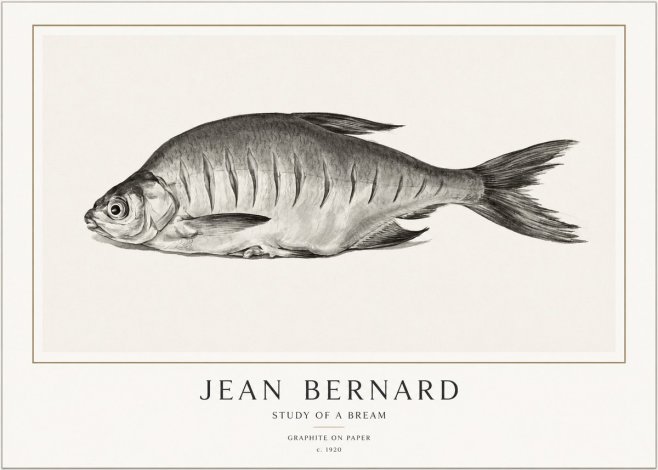 Jean Bernard Study of a Bream No1 - Affiche