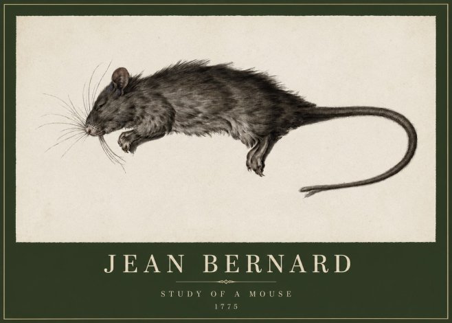 Jean Bernard Study of a Mouse II No2 - Affiche