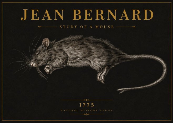 Jean Bernard Study of a Mouse II No6 - Affiche