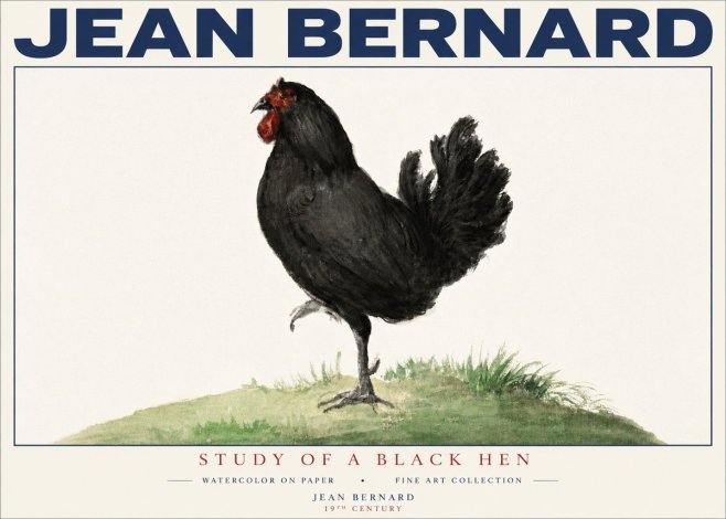 Jean Bernard Study of a Black Hen No4 - Affiche