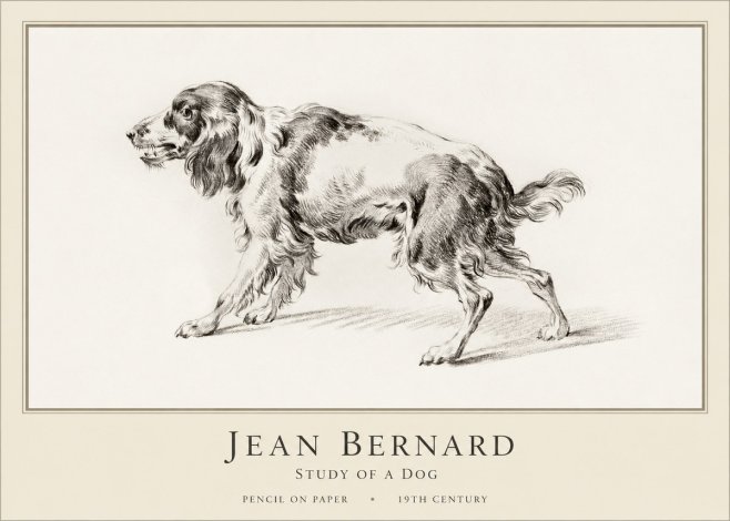 Jean Bernard Study of a Dog V No1 - Affiche
