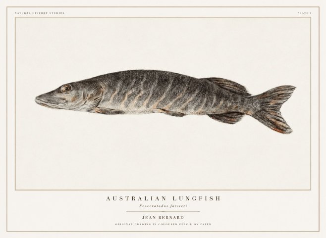 Jean Bernard Australian Lungfish No1 - Affiche