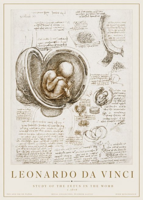Leonardo da Vinci Studies of the Fetus in the Womb No3 - Affiche