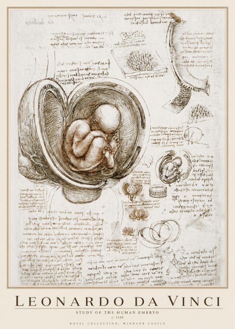 Leonardo da Vinci Studies of the Fetus in the Womb No4 - Affiche