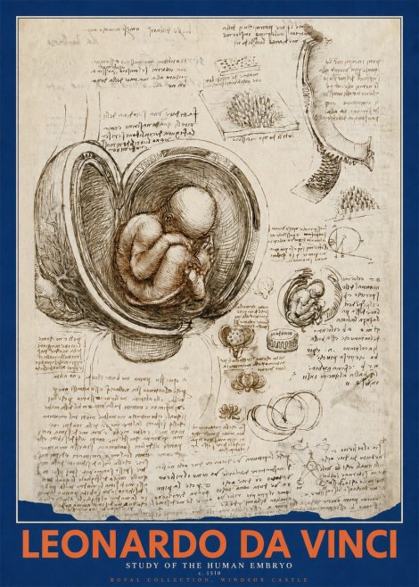 Leonardo da Vinci Studies of the Fetus in the Womb No5 - Affiche