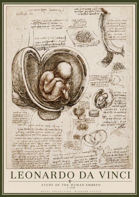 Leonardo da Vinci Studies of the Fetus in the Womb No6 - Affiche