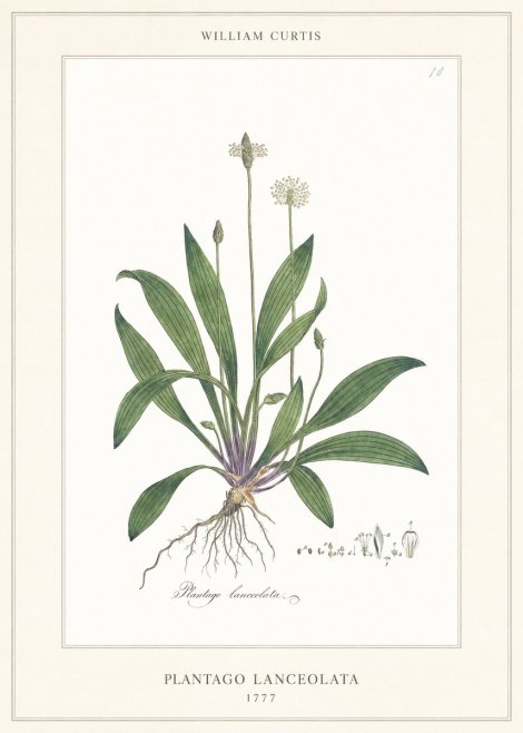 William Curtis Plantago Lanceolata II No6 - Affiche