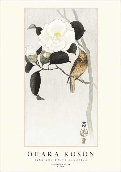 Ohara Koson Bird and White Camellia No1 - Affiche