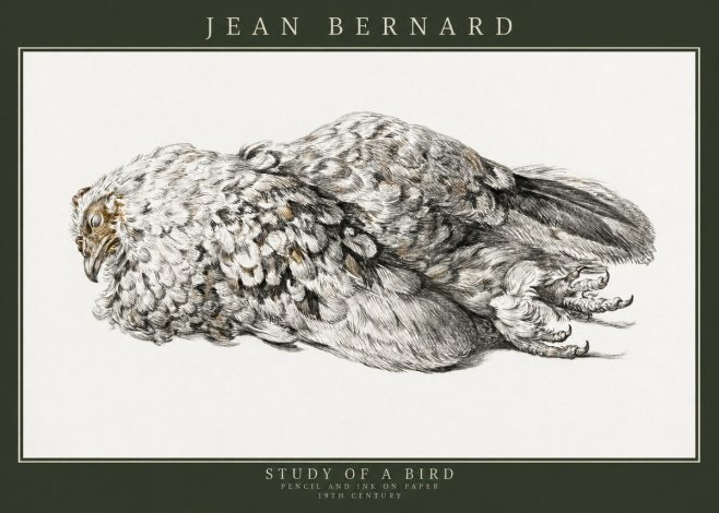 Jean Bernard Study of a Bird I No3 - Affiche