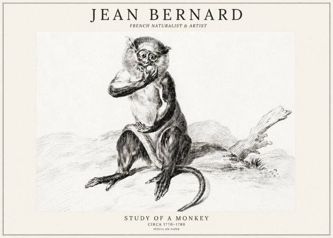 Jean Bernard Study of a Monkey No3 - Affiche