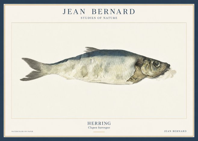 Jean Bernard Herring No3 - Affiche