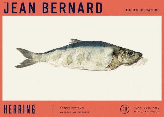Jean Bernard Herring No4 - Affiche