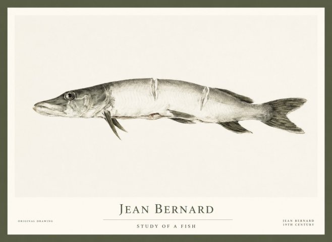 Jean Bernard Study of a Fish II No1 - Affiche