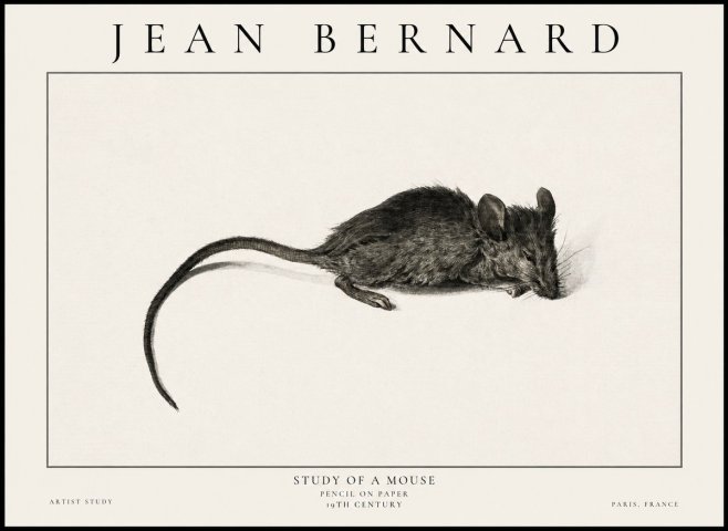 Jean Bernard Study of a Mouse I No6 - Affiche