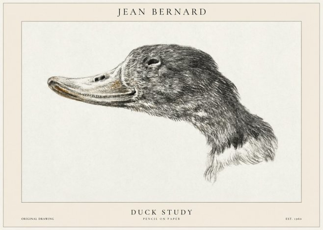 Jean Bernard Study of a Duck No2 - Affiche