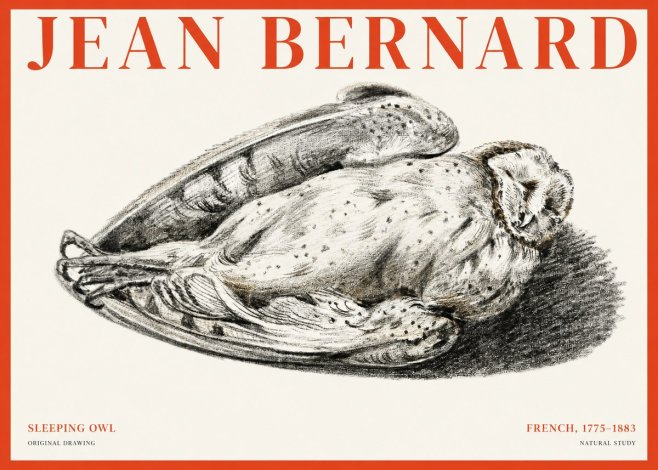 Jean Bernard Sleeping Owl No1 - Affiche