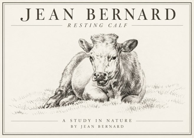 Jean Bernard Resting Calf I No1 - Affiche