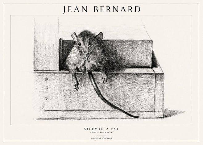 Jean Bernard Study of a Rat I No1 - Affiche