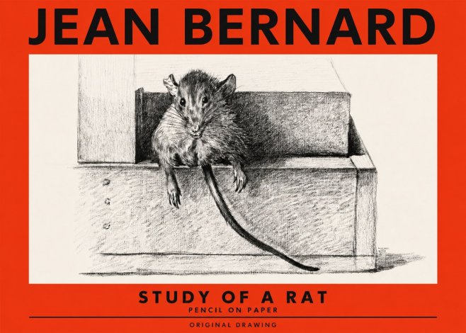 Jean Bernard Study of a Rat I No2 - Affiche
